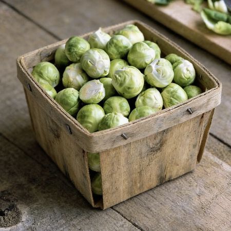 Churchill, (F1) Brussels Sprout Seeds image number null